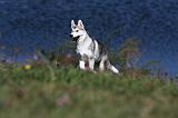 SIBERIAN HUSKY 513